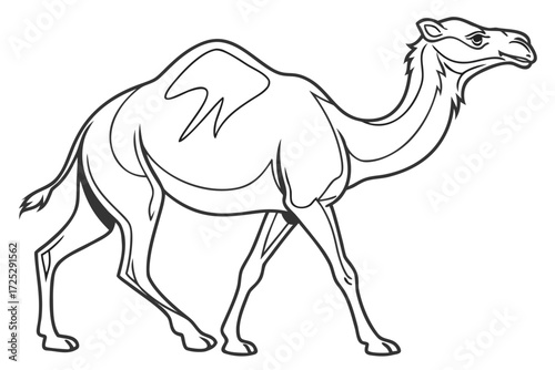 camel vector illustration