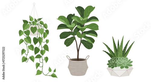 Stylish indoor plants collection to bring fresh vibes in your home, fiddle leaf fig, pothos and succulent