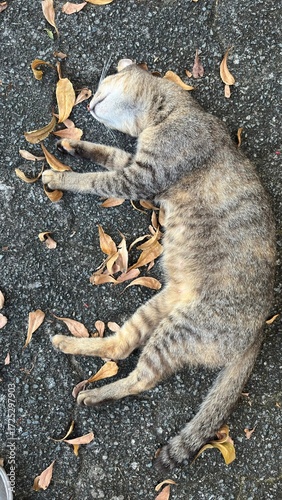 Tabby cat lying among the dried leaves