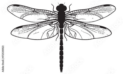 Black and White Detailed Dragonfly Illustration