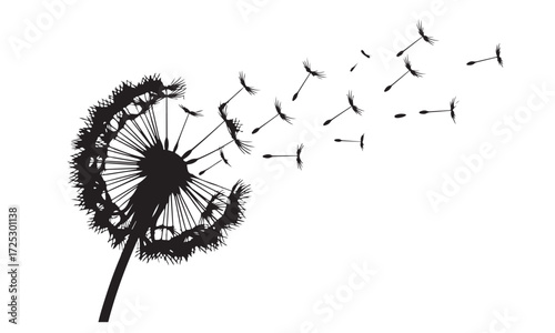 Delicate Dandelion Seed Head Silhouette with Seeds Blowing Away