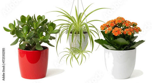Vibrant potted plants enhancing home or office decor, adding fresh, natural beauty and life