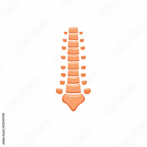 Simplified human spine structure diagram showing backbone vertebrae for anatomy and wellness concepts