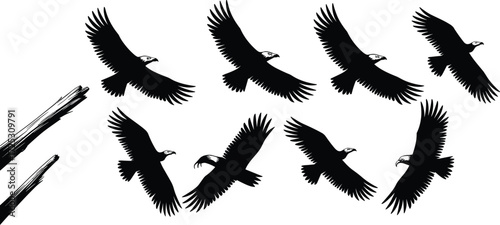 Collection of flying eagles and hawks silhouettes, majestic birds of prey in dynamic flight, graphic vector illustration for freedom and nature designs