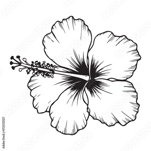 Detailed Hand-Drawn Hibiscus Flower Illustration in Black and White