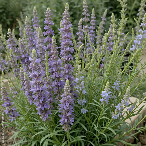 Salvia Leucantha and Rosmarinus Plant Arrangement Photo