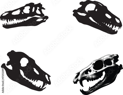 Dinosaur and mammal skulls black and white dinosaur skull