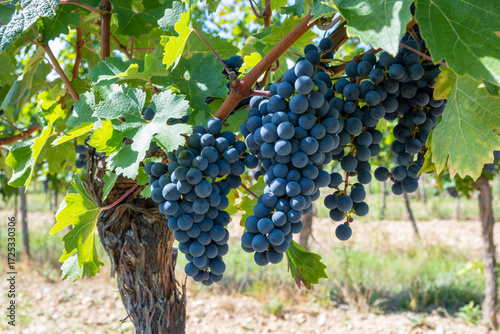 Large bunche of red wine grapes in summer vineyard.