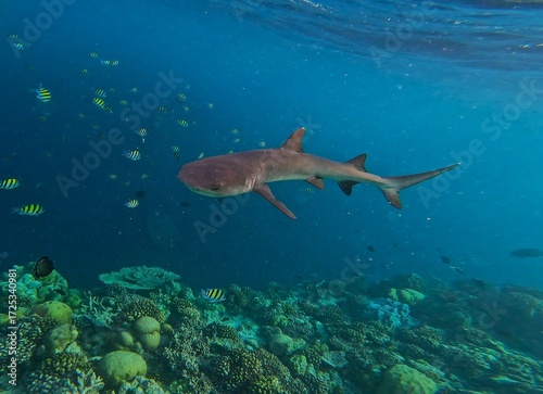 shark in the sea