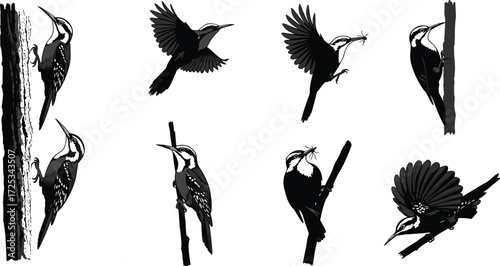 Woodpecker bird illustration, flying woodpecker, perched woodpecker, tree trunk pose, insect catch, wildlife vector, black and white sketch, nature drawing, avian anatomy study