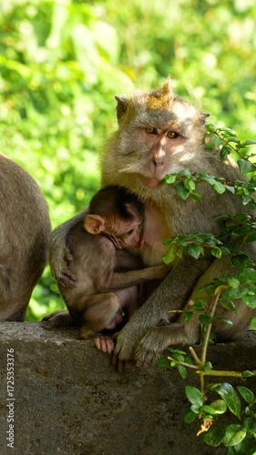 Vertical: long-tailed macaque with her infant at Uluwatu Temple during the day in Badung Regency, Bali, Indonesia, medium shot