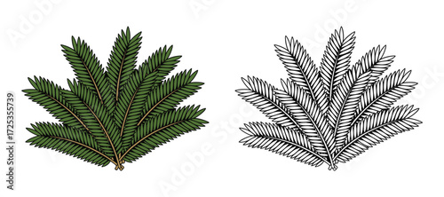 Green Spruce Branch Illustration, Colored and Outline Version