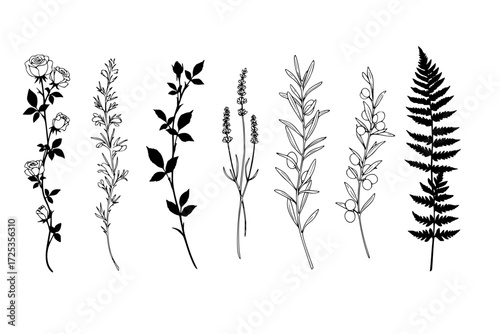 Elegant Botanical Silhouettes Vector Collection. Climbing Rose Vine, Delicate Lavender Sprig, Olive Branches, Minimalist Fern. Graceful Designs for Spines or Forearms.







