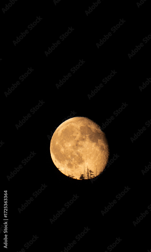 Obraz premium The moon on a black background, big, bright, clear, with craters, and trees from the forest on it