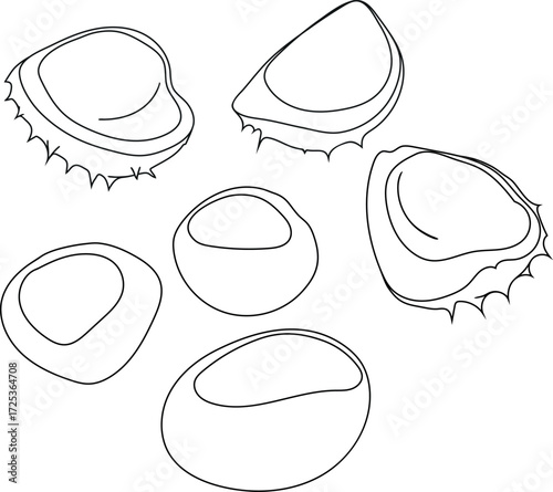 Coloring page with conkers and horse chestnut peels isolated on white background	
