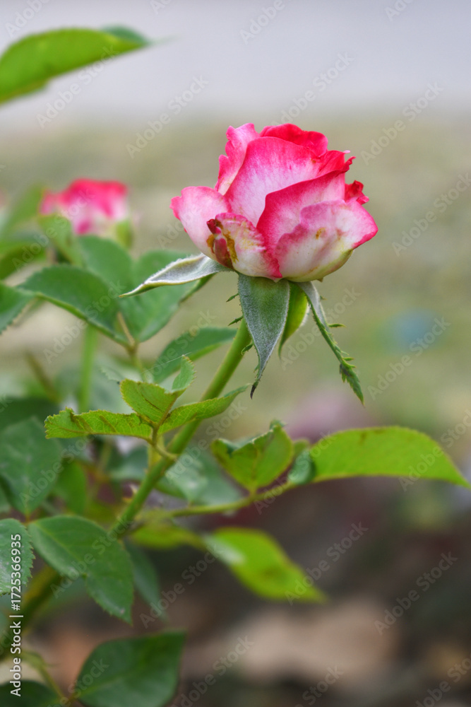 Obraz premium Beautiful red white rose flower closeup in garden, A very beautiful red white rose flower bloomed on the rose tree, Rose flower closeup, bloom flowers, Natural spring flower floral background 