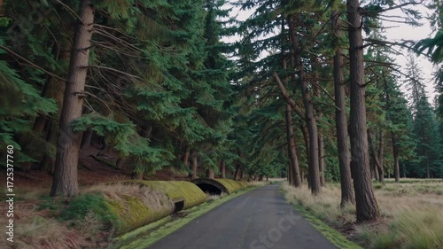 A Serene Cedar Lined Lane Winds Through a Lush Forest, Creating a Tranquil and Picturesque Scene Ideal for Nature Lovers and Outdoor Enthusiasts