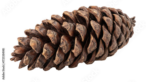 Open pine cone natural seed pod forest tree element botanical dry brown woodland flora autumn object decoration isolated on white background