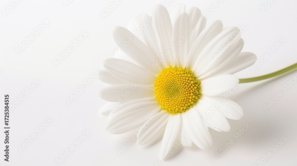 Fototapeta premium Macro Floral Closeups: Isolated Daisies, White Chamomile & Yellow Chrysanthemum Blooms