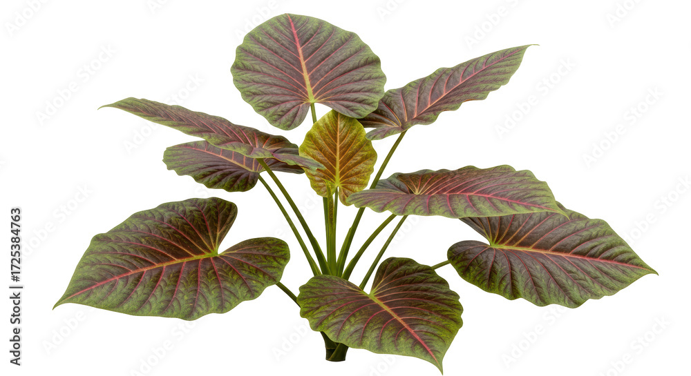 Fototapeta premium Isolated Alocasia cuprea plant displaying iridescent copper foliage, home decor beauty