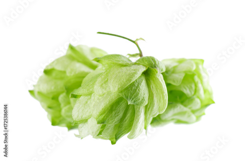 Fresh green hops branch, isolated on a white background. Hop cones with leaf. Organic Hop Flowers. Clipping path.