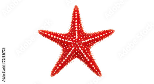 Canvastavla Isolated red starfish with white dots, perfect marine sea life element for summe