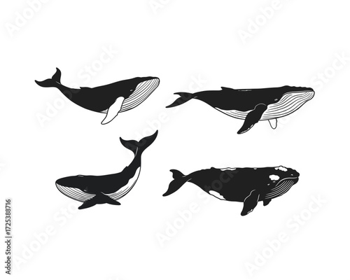 Four stylized black and white hand drawn illustrations of humpback whales in different dynamic poses against a white background
