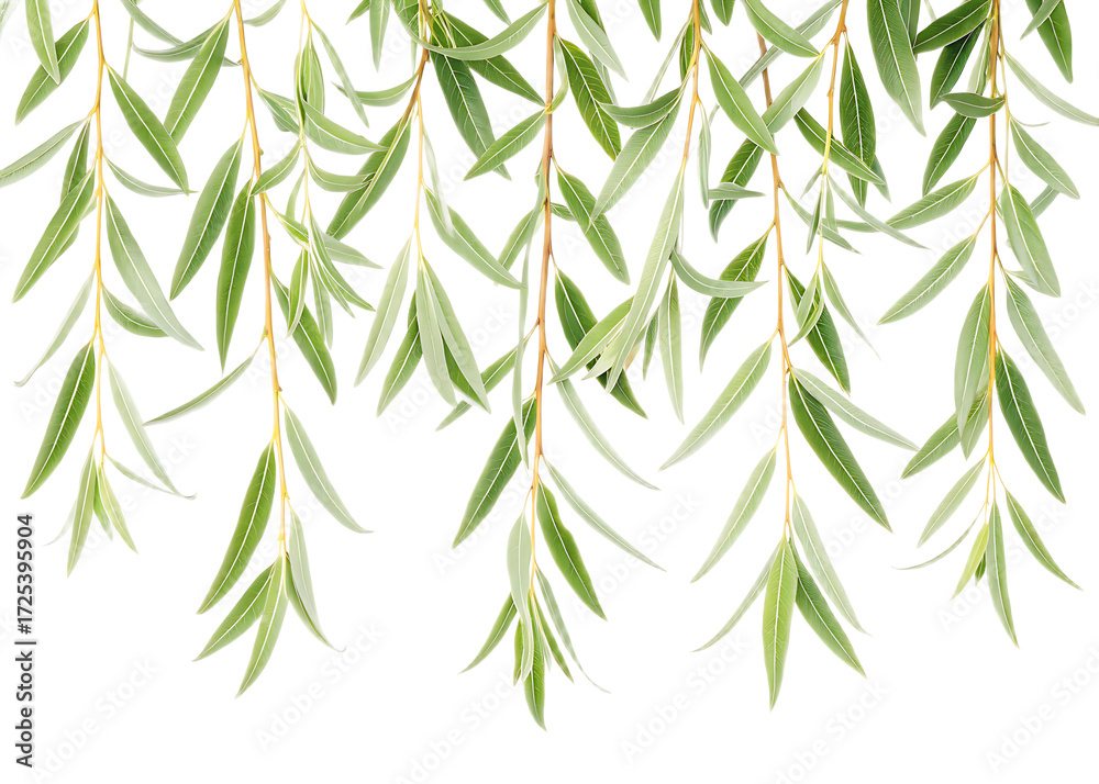 Fototapeta premium Close up view of hanging willow branches with green leaves against a black background isolated shot