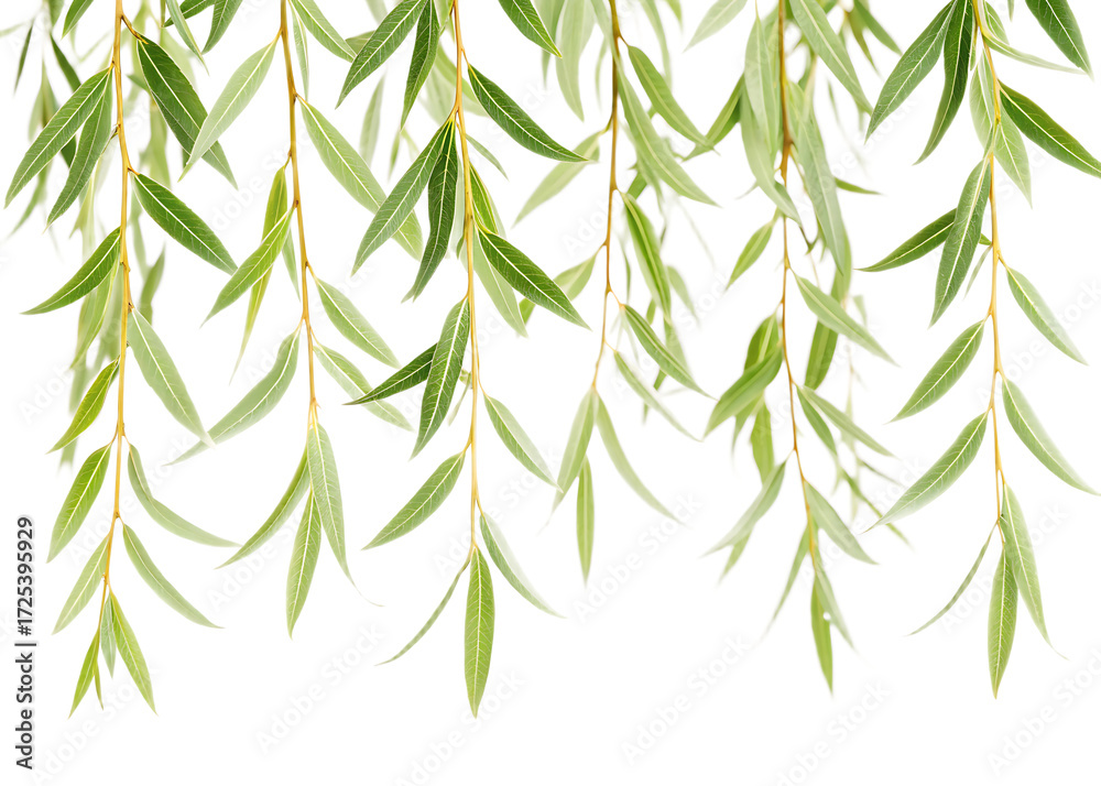 Fototapeta premium Close up view of hanging willow branches with green leaves against a black and white background