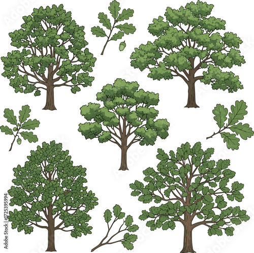Create a kinds of deferent tree, English oak. the branch, leaves vector art with white background..