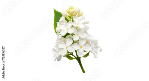 Quadro su tela Isolated fresh white lilac flower bloom bouquet with green leaf, blossom twig sp
