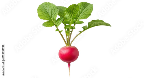 Cuadro en lienzo Isolated fresh radish with leaves, healthy food, diet ingredient, natural produc