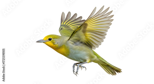 Obraz na plátně Isolated Prothonotary Warbler in flight, wings spread, bird with yellow feathers