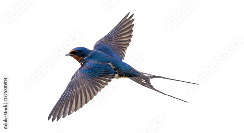 Isolated barn swallow flying, with wings outstretched, against no background for creative use