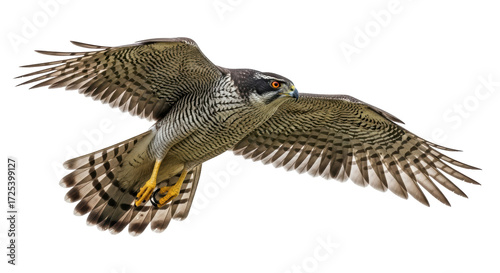 Isolated Northern goshawk in flight, hunting raptor with striped chest and barred feathers