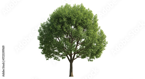 Isolated broadleaf tree with dense foliage, vibrant green leaves and sturdy trunk for design