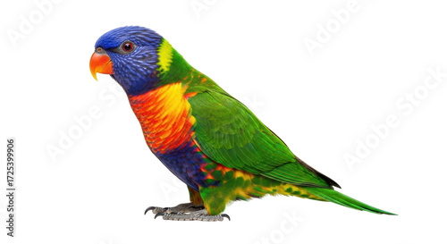 Obraz na płótnie Isolated Rainbow Lorikeet resting on a white backdrop, a colorful bird, fauna an