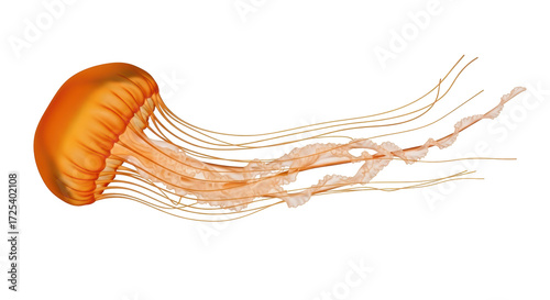 Isolated Sea Nettle Jellyfish with Tangled Tentacles on Display in Clear Water, Vibrant Orange