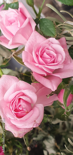 Pink roses, Rosa in bloom with layered petals and green foliage, closeup of ornamental garden flower captured in natural daylight, romantic floral composition.
