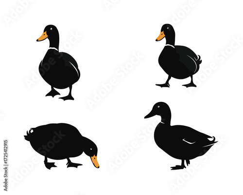 Four distinct poses of a cute black duck with yellow beak and orange legs isolated on a clean white background