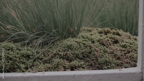 Closeup of Green Grass and Moss in a Planter, Swaying Gently in the Wind, Captured with a Calm and Serene Atmosphere Outdoors