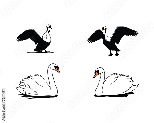 Four elegant white swans depicted in various graceful poses with black wings spread and standing on a white background
