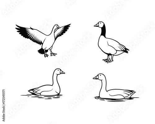 Collection of four hand drawn sketch illustrations of geese in various poses including flying landing and swimming on a white background