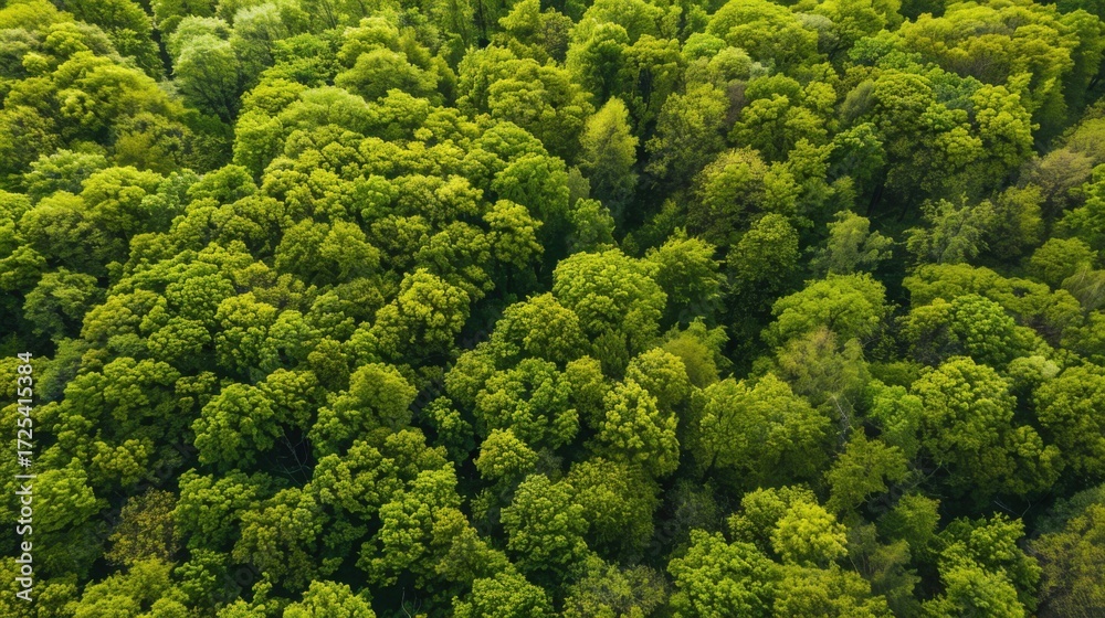 Naklejka premium Fresh Produce & Country Scenery: Broccoli/Cabbage/Lettuce Ingredients, Rural Valleys & Spring Forest Views
