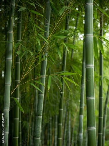 Bamboo forest