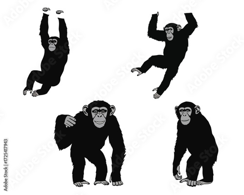 Four silhouette poses of chimpanzees swinging and standing against a white background illustrating primate agility and behavior