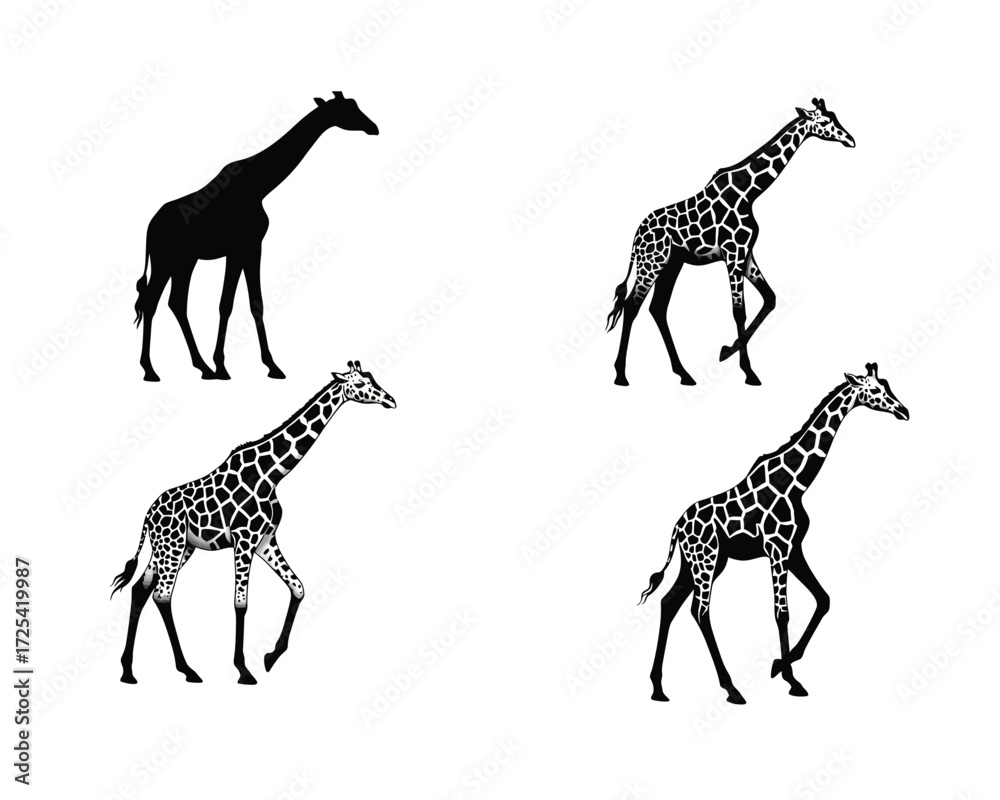 Obraz premium Four distinct giraffe illustrations in silhouette and detailed pattern showing walking poses on a clean white background