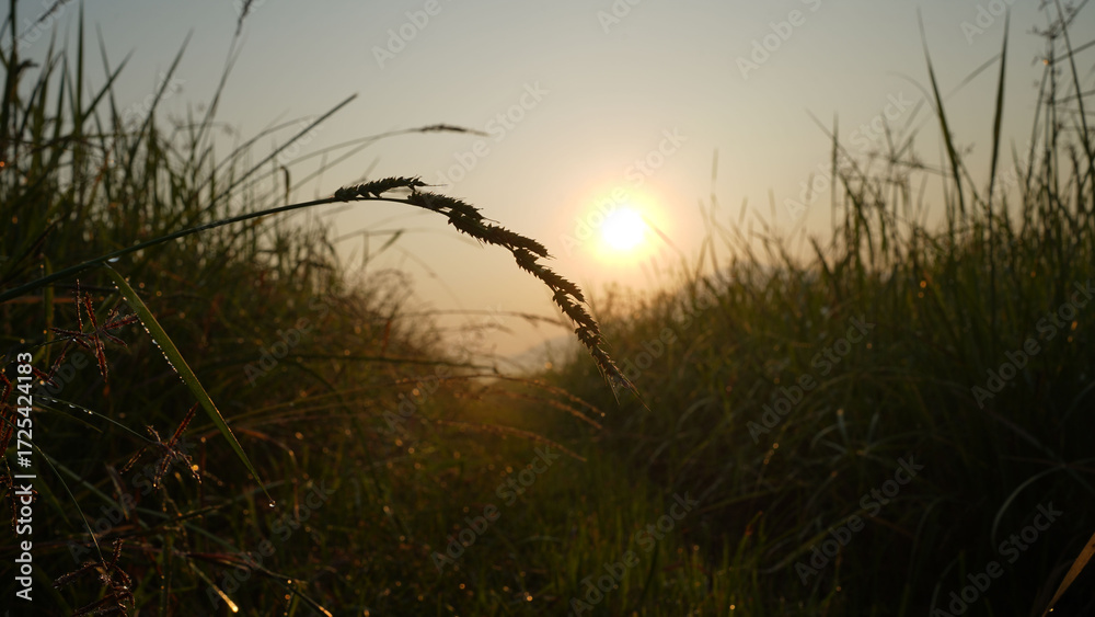 Obraz premium Landscape of rice fields. Morning sunshine in golden hours.