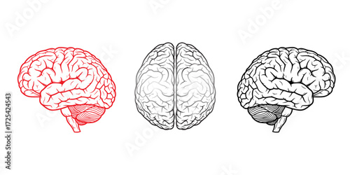 Three stylized human brains in red black and grey anatomy, science and neurology