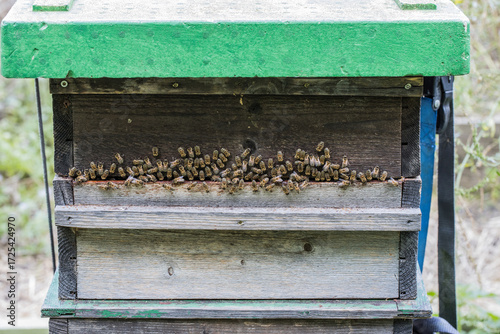 Bees and their hive